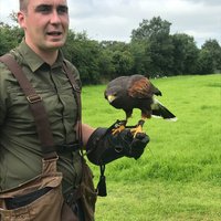 Killarney Falconry - All You Need to Know BEFORE You Go