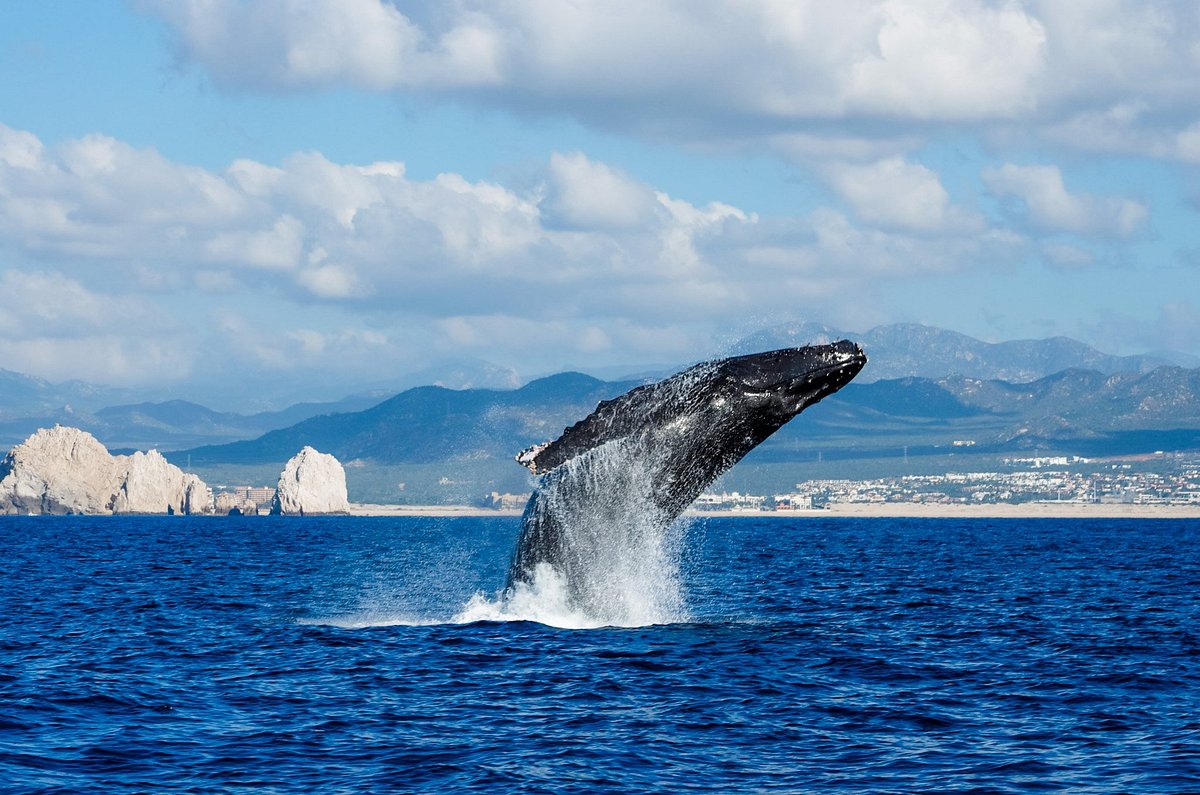 Small-Scale Fisheries versus Whale-Watching Tourism: The Story of