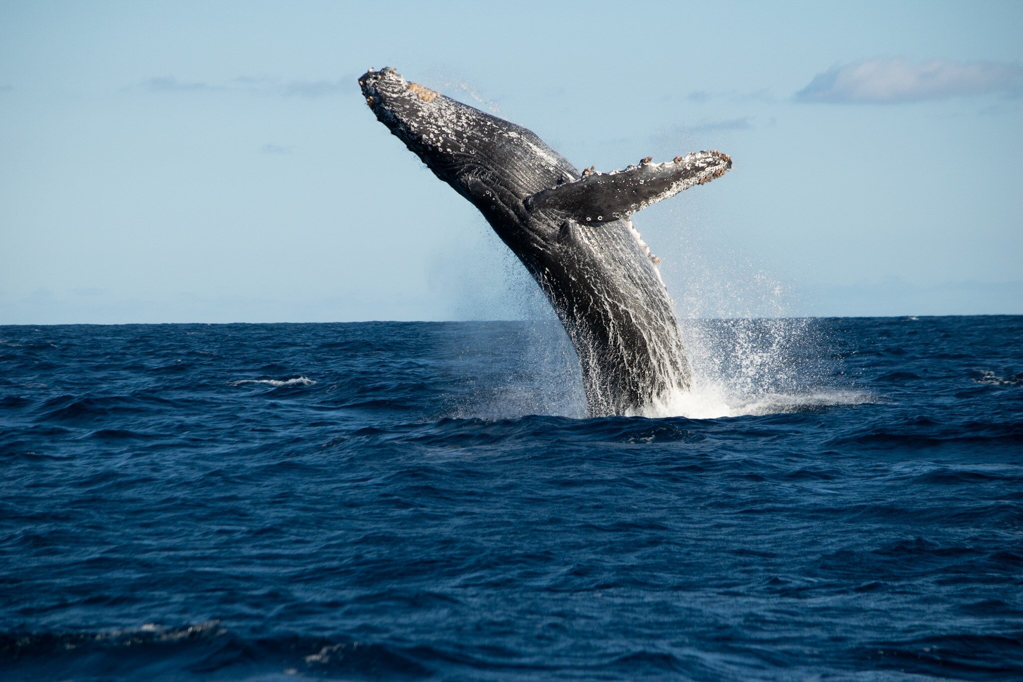 Whale Watch Cabo - All You Need to Know BEFORE You Go (2024)