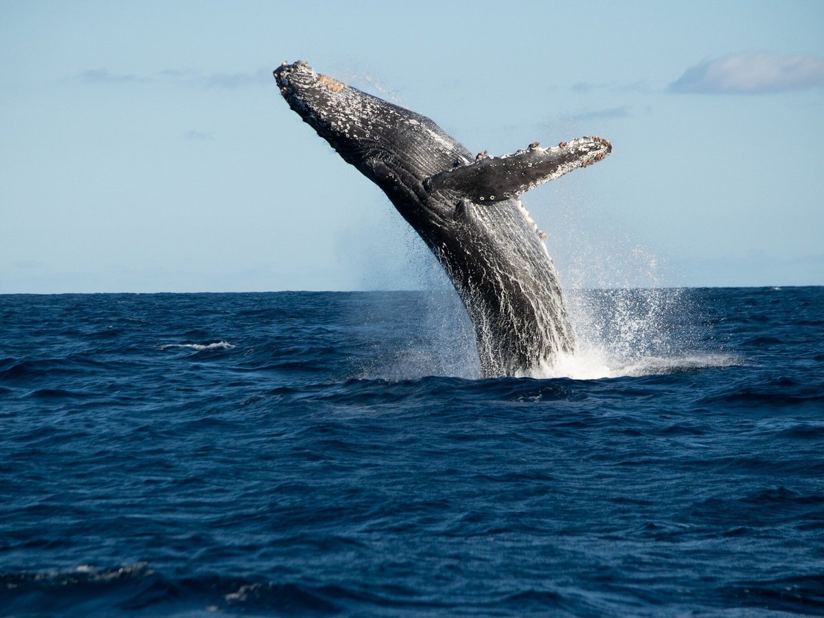 Whale Watch Cabo - All You Need To Know Before You Go (2024)