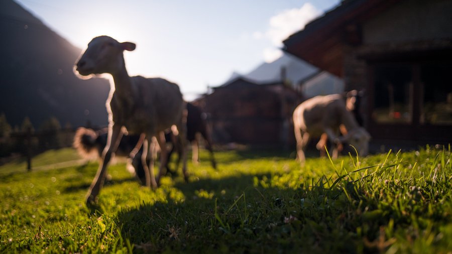 l'azienda agricola