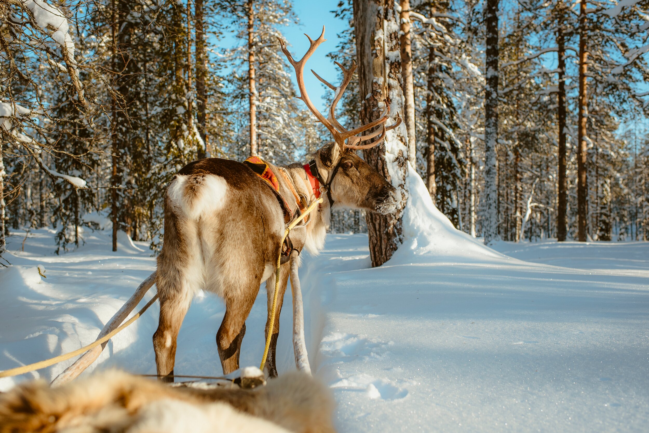 LAPLAND TRAVEL (Akaslompolo) - All You Need To Know BEFORE You Go