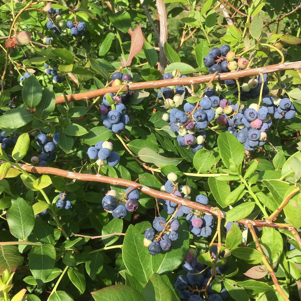 Tawas Blueberry Farm (Tawas City) - All You Need to Know BEFORE You Go