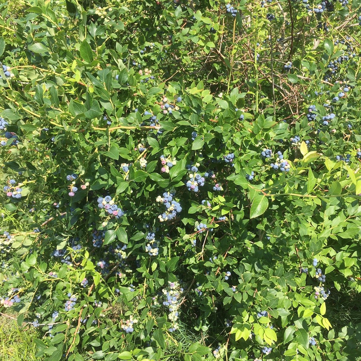 Tawas Blueberry Farm (Tawas City): All You Need to Know