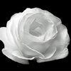 WhiteRose222