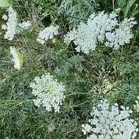 Wildflowers along trail