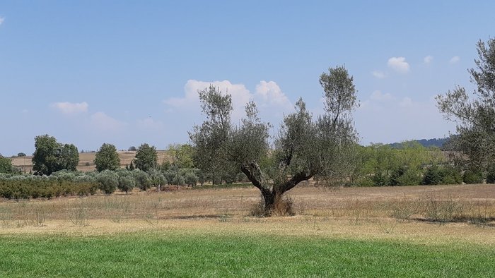 Imagen 6 de Vigna Di Valle