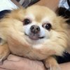 えびちぃ