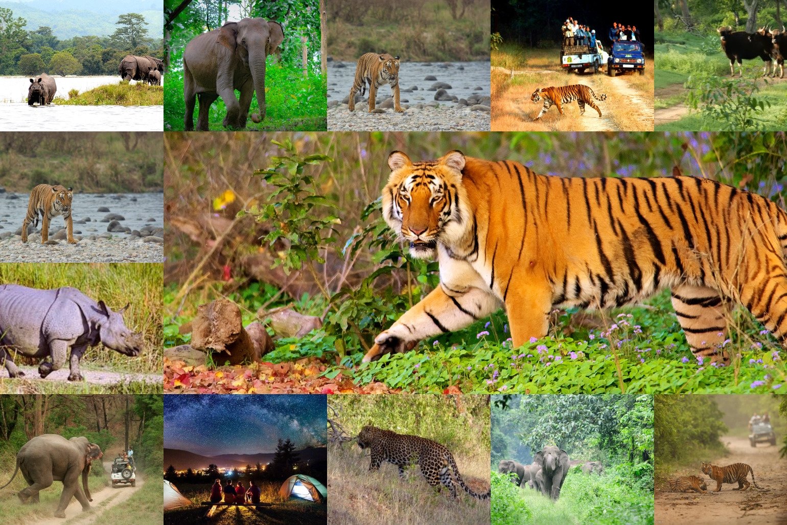 Bandipur National Park – Karnataka, India | Wildlife sanctuary, Wildlife  safari, Wildlife reserve