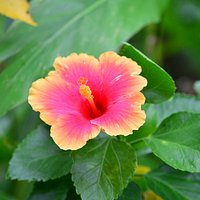 園内は花がいっぱいです。