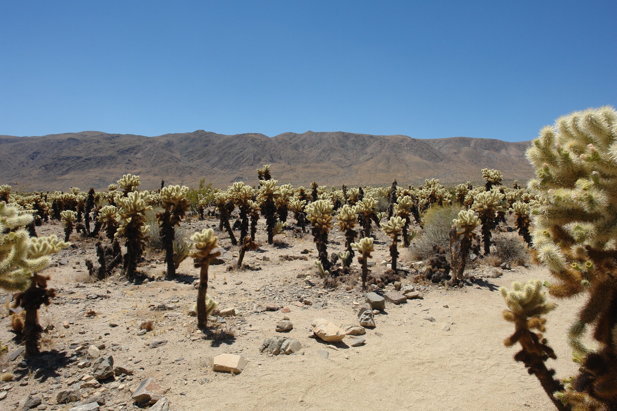 Cholla Cactus Garden All You Need To Know BEFORE You Go 2025 The Cholla Cactus Garden