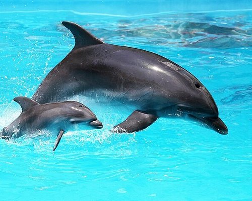 dolphin tours in destin fl