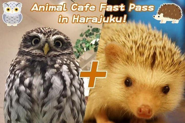 2023 Animal Cafe Fast Pass in Harajuku! (Popular Owl Cafe and Hedgehog Cafe)