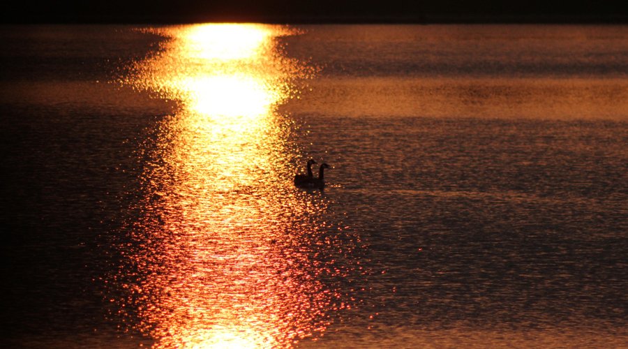 Watatunga birdlife