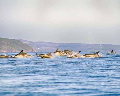 7 Best Places To See Dolphins In Cornwall 