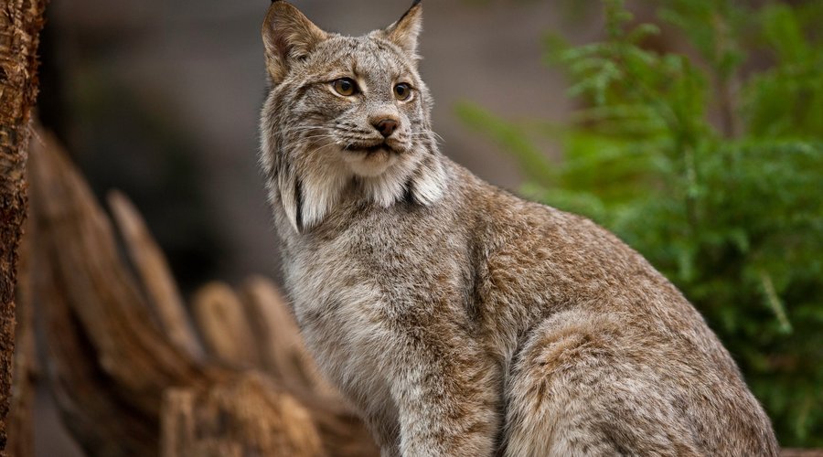 Un lynx du Canada dans l'écosystème de l'Érablière des Laurentides. 