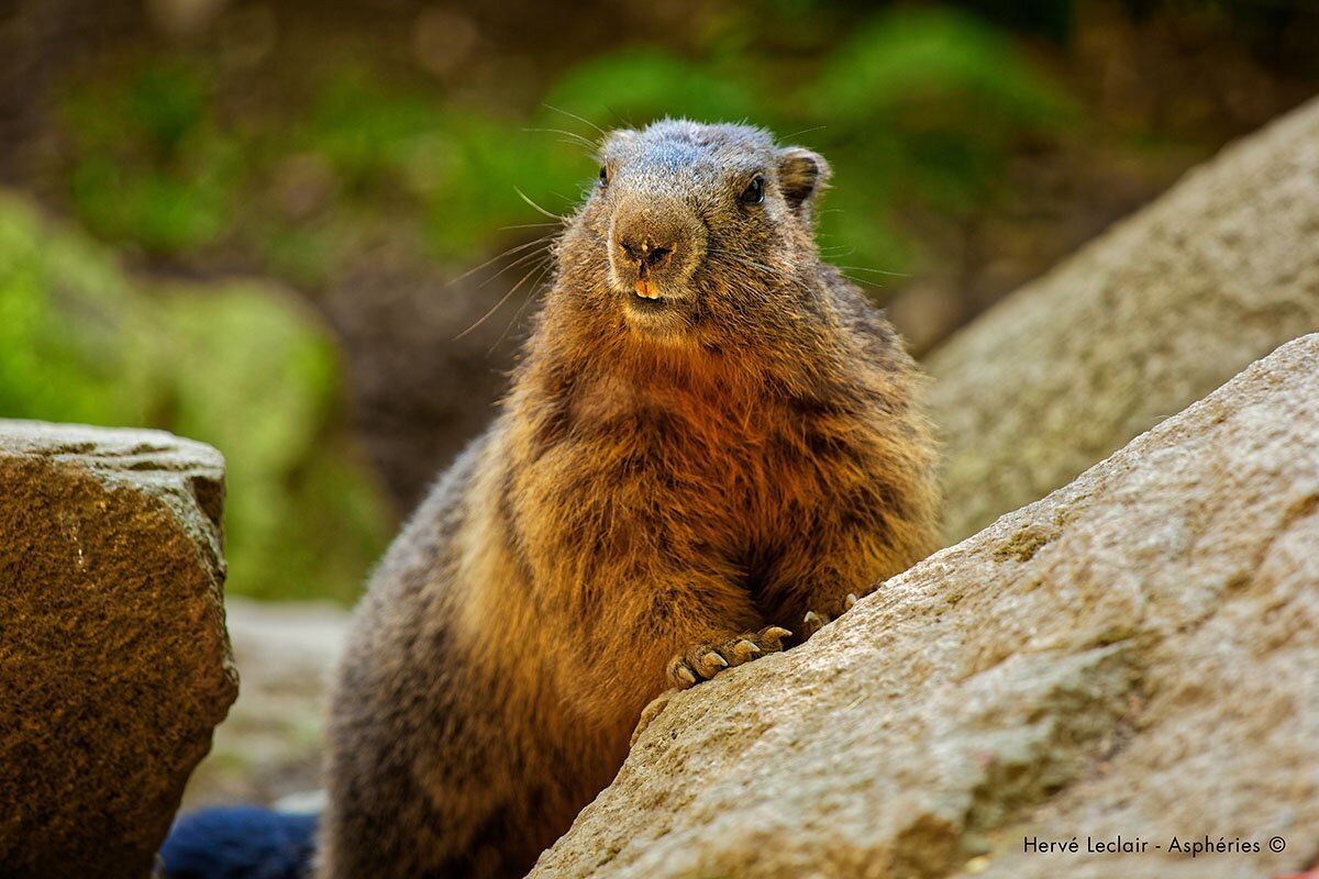 Parc Animalier Des Pyrénées, Эйзак-Ост: лучшие советы перед посещением -  Tripadvisor