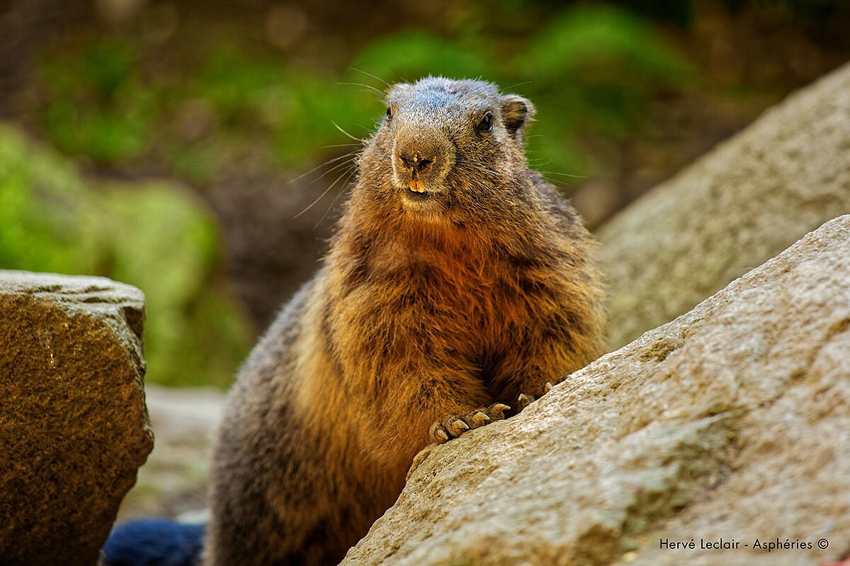 Parc Animalier Des Pyrénées (Ayzac-Ost) - All You Need to Know BEFORE You Go Parc Animalier Des Pyrénées (Ayzac-Ost) - All You Need to Know BEFORE You Go