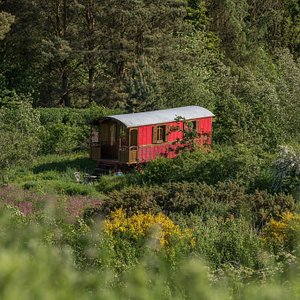 Karlotta roulotte, French Gypsy caravan in Scottish Borders wildflower meadow at Roulotte Retreat