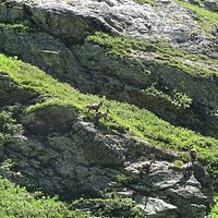 Les bouquetins viennent régulièrement se promener aux alentours du refuge de Plaisance.