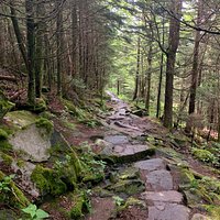 Andrews Bald Trail (Great Smoky Mountains National Park) - 2022 All You ...