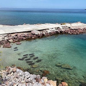 Non-traditional species - Perlas del Mar de Cortez - INGLES