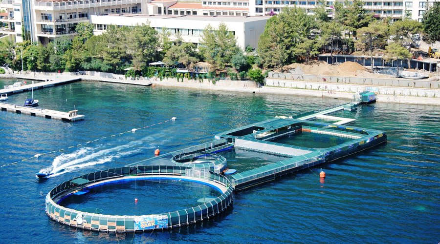 Over 13 thousand m3 of water. Size of Sea World.  
