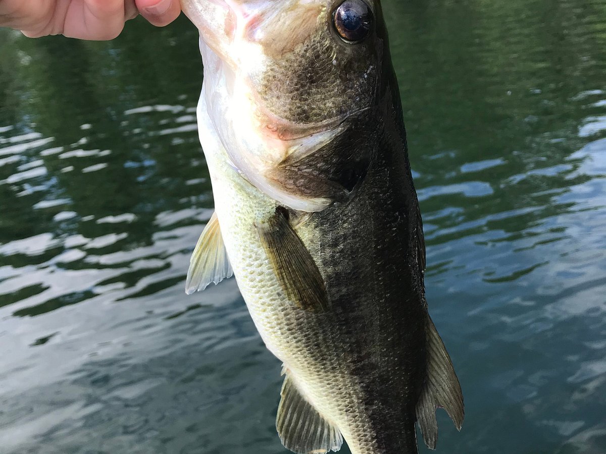 Maine Bass Fishing Guided Trips in the Kennebec Valley