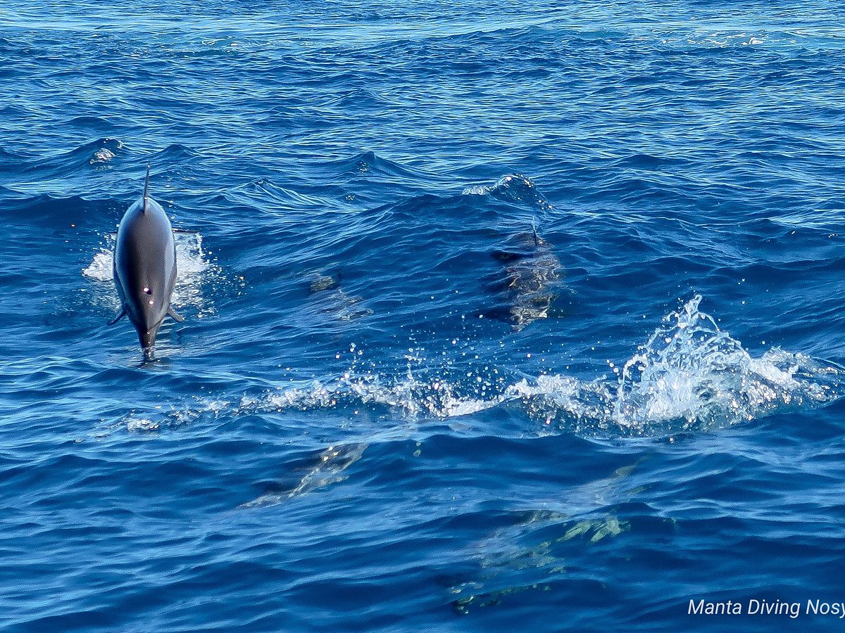 Coralli - Manta Diving Nosy Be