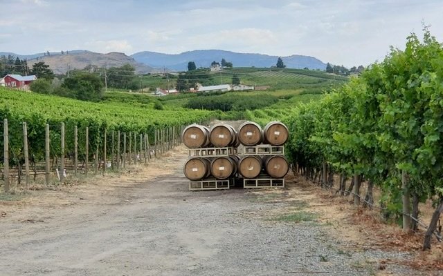 Barrels out in the vineyard.  