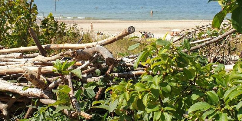 маленькие натуристы Giruliai Nudist Beach, Клайпеда: лучшие советы перед посещением -  Tripadvisor