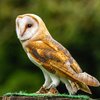 Screech Owl Sanctuary