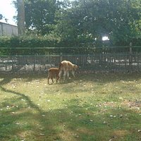 De dieren beschikken meestal over een groot terrein.
