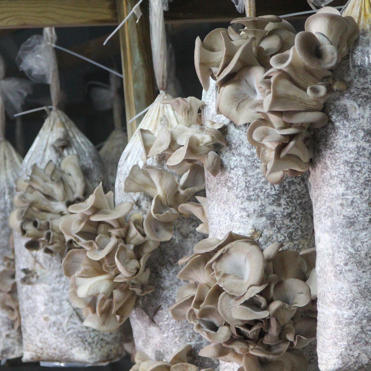 Nãm Mushroom Farm (Lisbon) - All You Need to Know BEFORE You Go