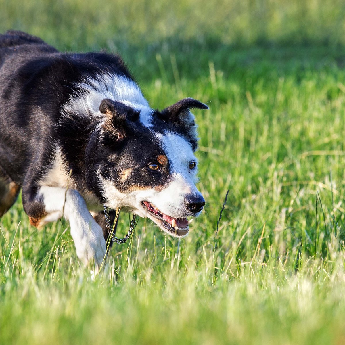 Beat Bad Weather Blues with Indoor Games for Herding Dogs - Guild of  Shepherds & Collies