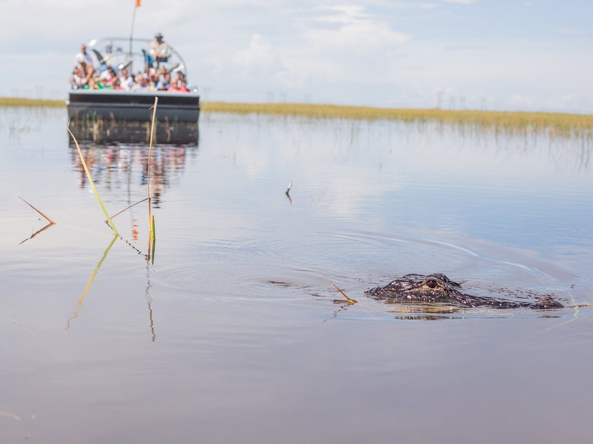Finding Alligators In Sawgrass Recreation Park, Florida - Hand Luggage Only  - Travel, Food & Photography Blog