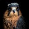 Sharandys Birds of Prey