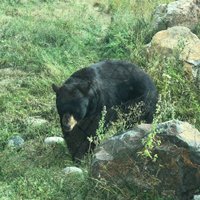 Kamloops Wildlife Park - All You Need to Know BEFORE You Go - Updated ...