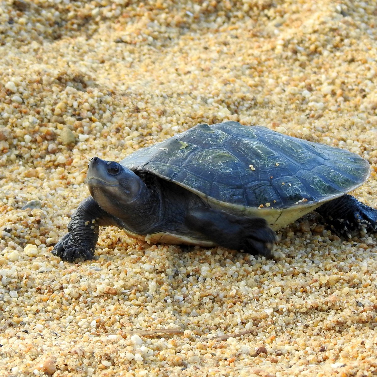 Tcs River Terrapin Conservation Centre (Kemaman District) - All You ...