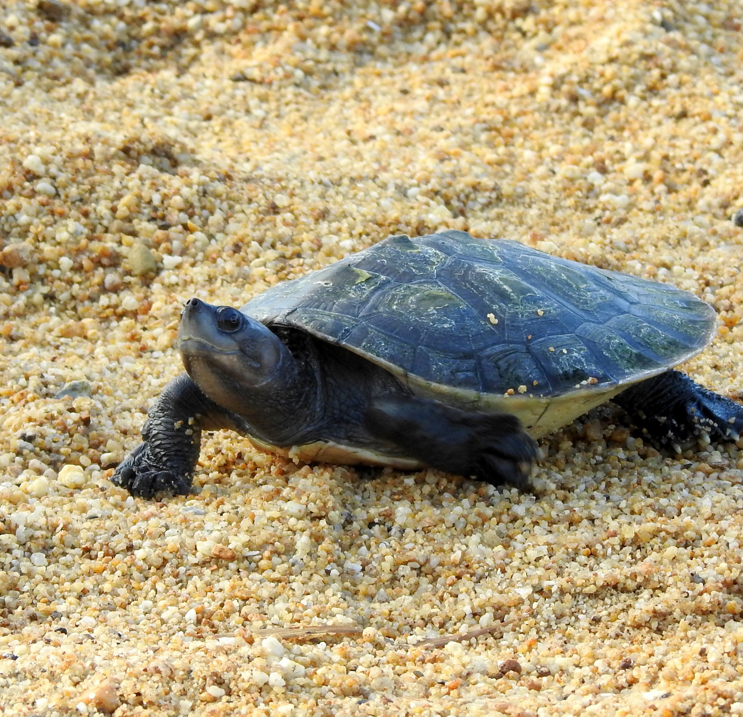 Tcs River Terrapin Conservation Centre (Kemaman District) - All You ...