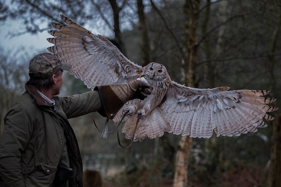 Forest Falconry image