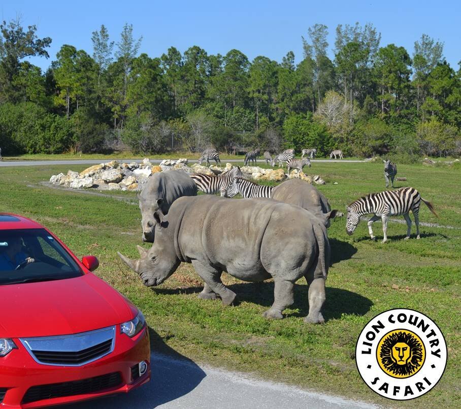 Roar into Adventure: A Wild Day at Lion Country Safari