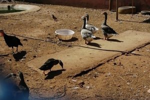 المسافر