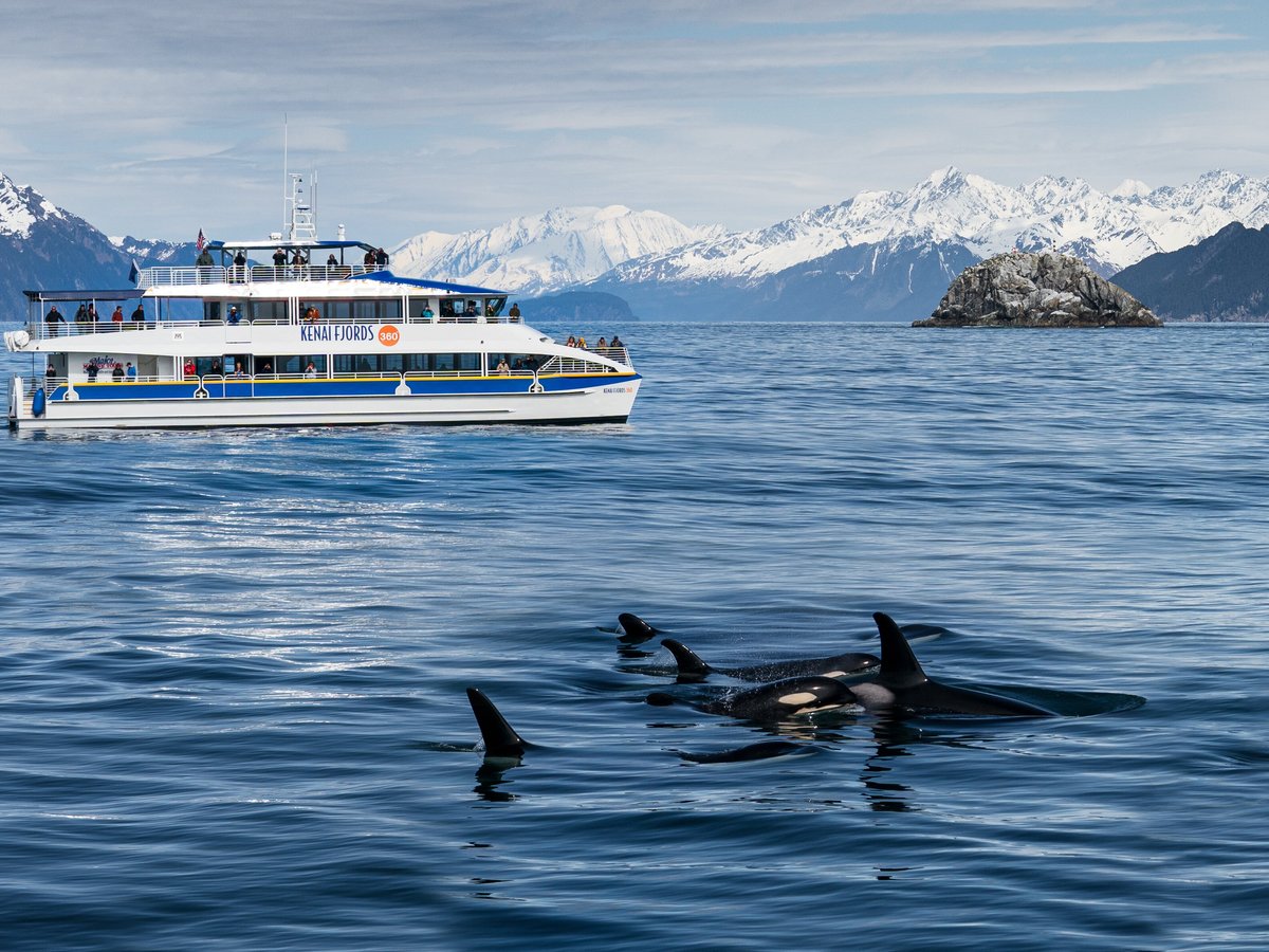 Major Marine Tours - Kenai Fjords Cruise (Seward) - All You Need to ...