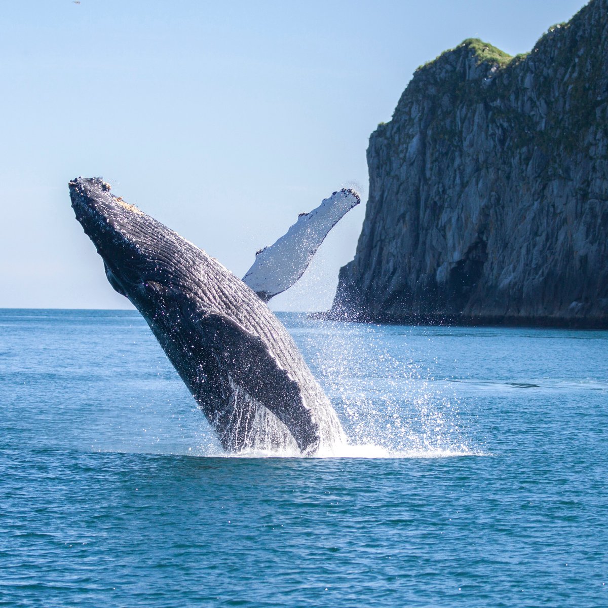 Major Marine Tours - Kenai Fjords Cruise (Seward) - All You Need to ...