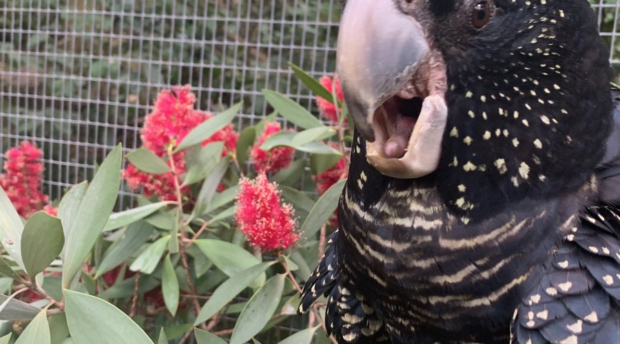 Black cockatoo