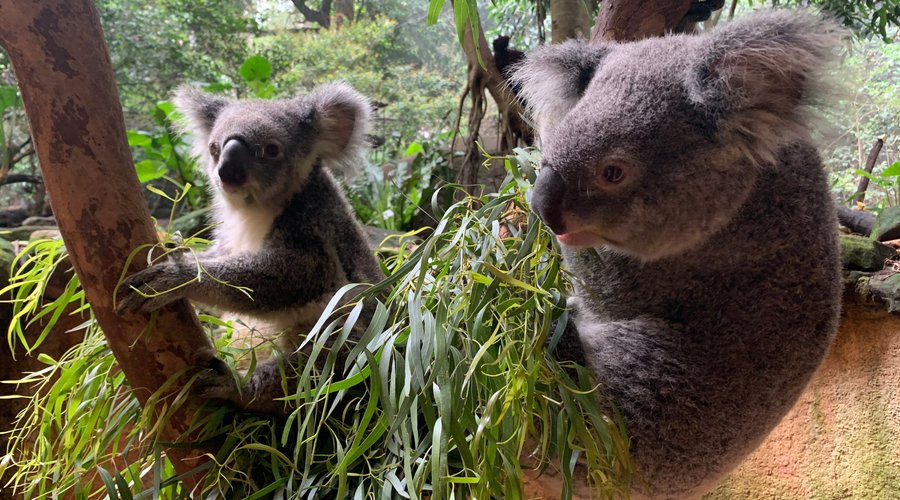 Koala exhibit 