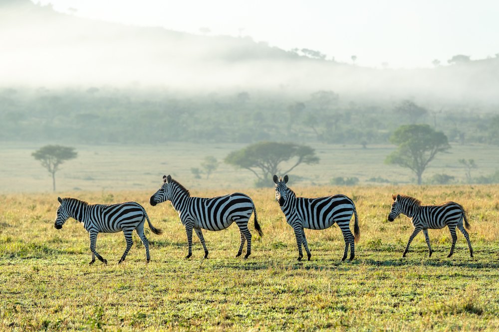 SINGITA SABORA TENTED CAMP Lodge Singita Sabora Tented Camp, Serengeti