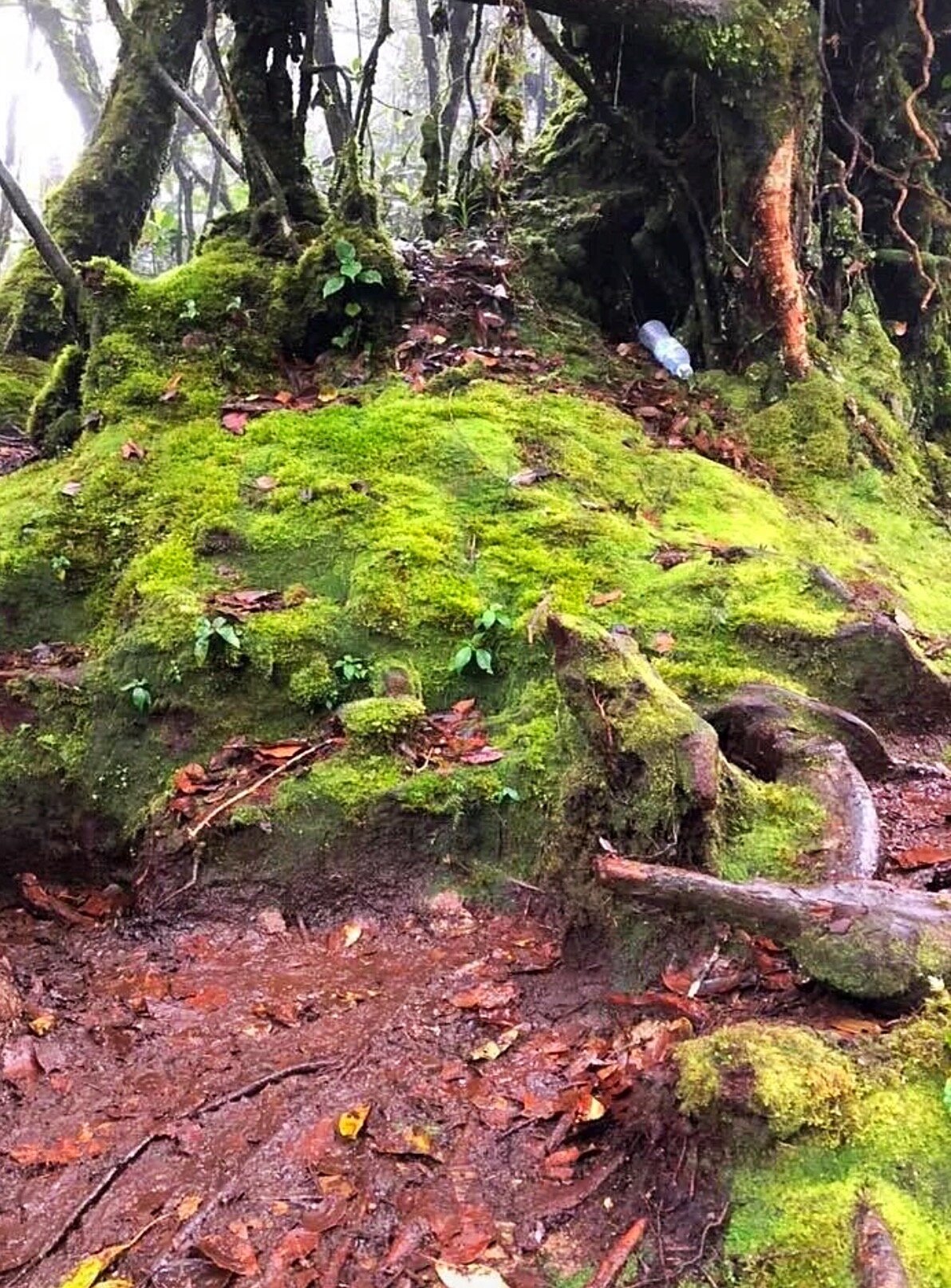 Store Mossy