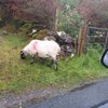 marionroscommon